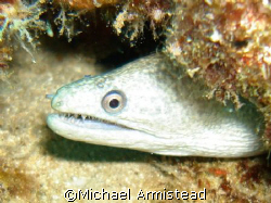 Beautiful White Eel off the North Shore of Oahu. by Michael Armistead 